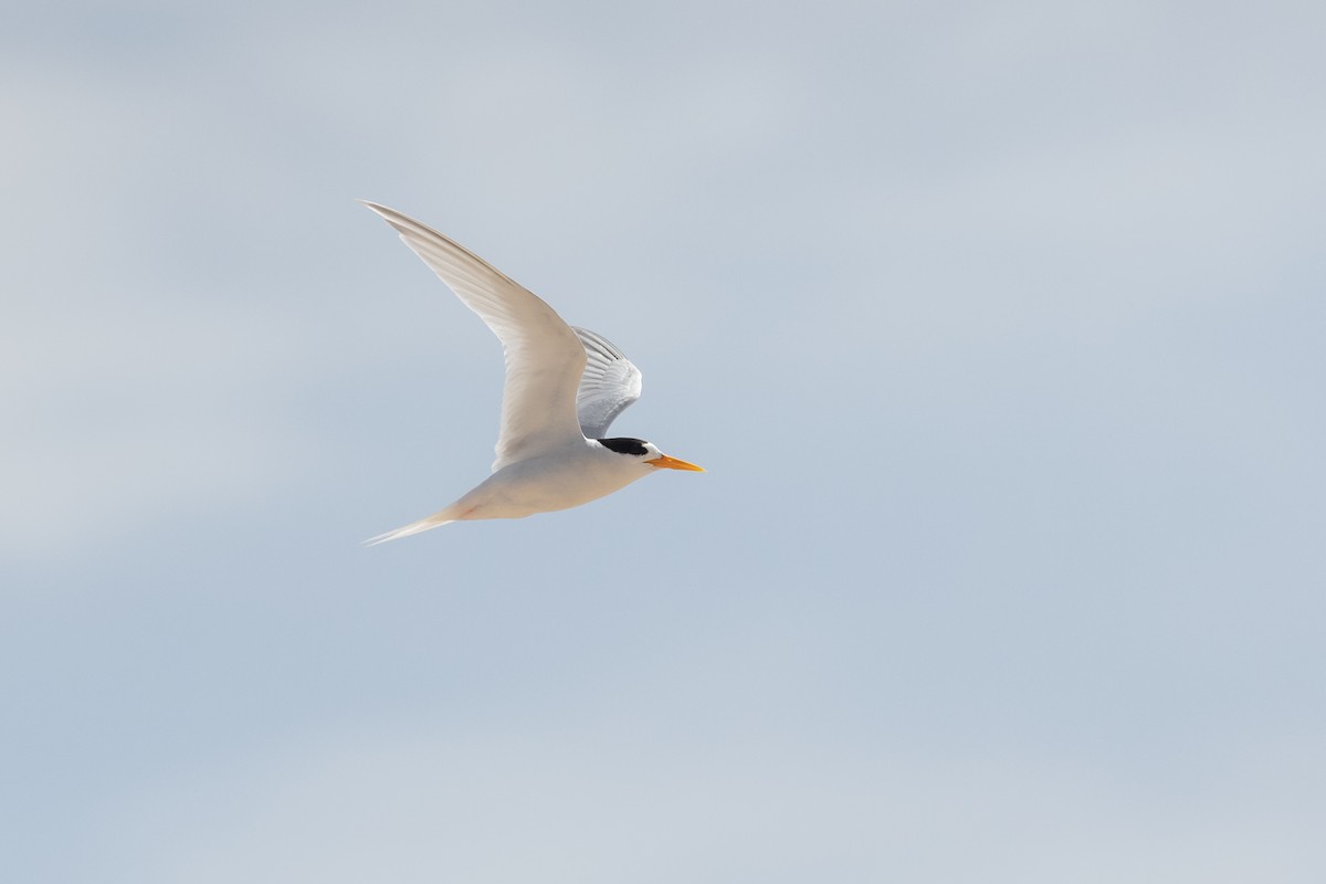 Australian Fairy Tern - ML547912401