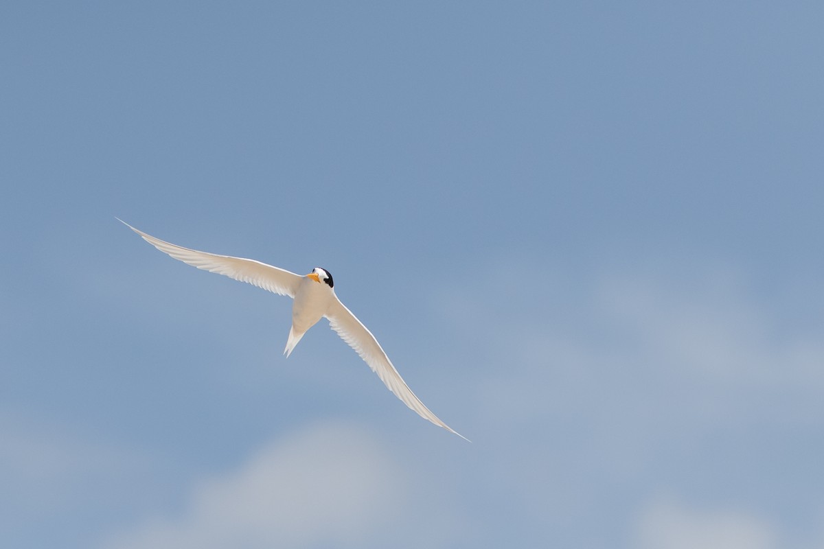 Australian Fairy Tern - ML547912411