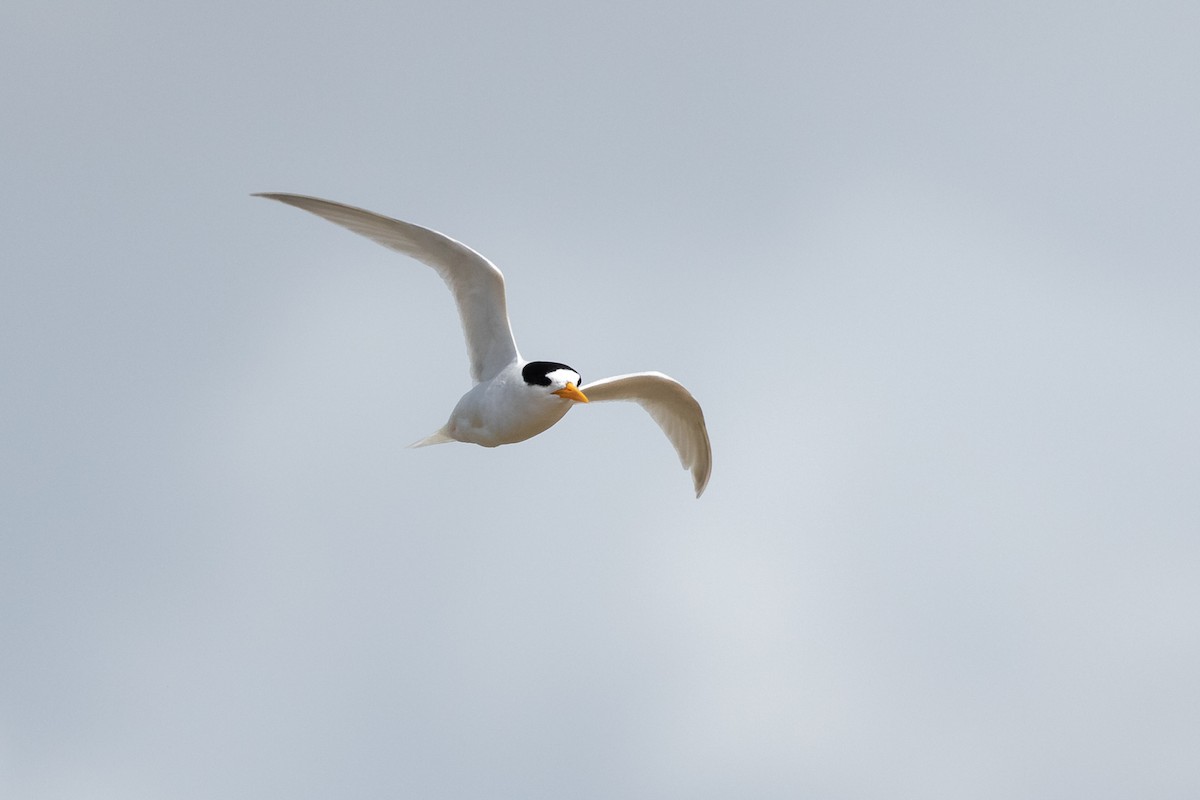 Australian Fairy Tern - ML547912431