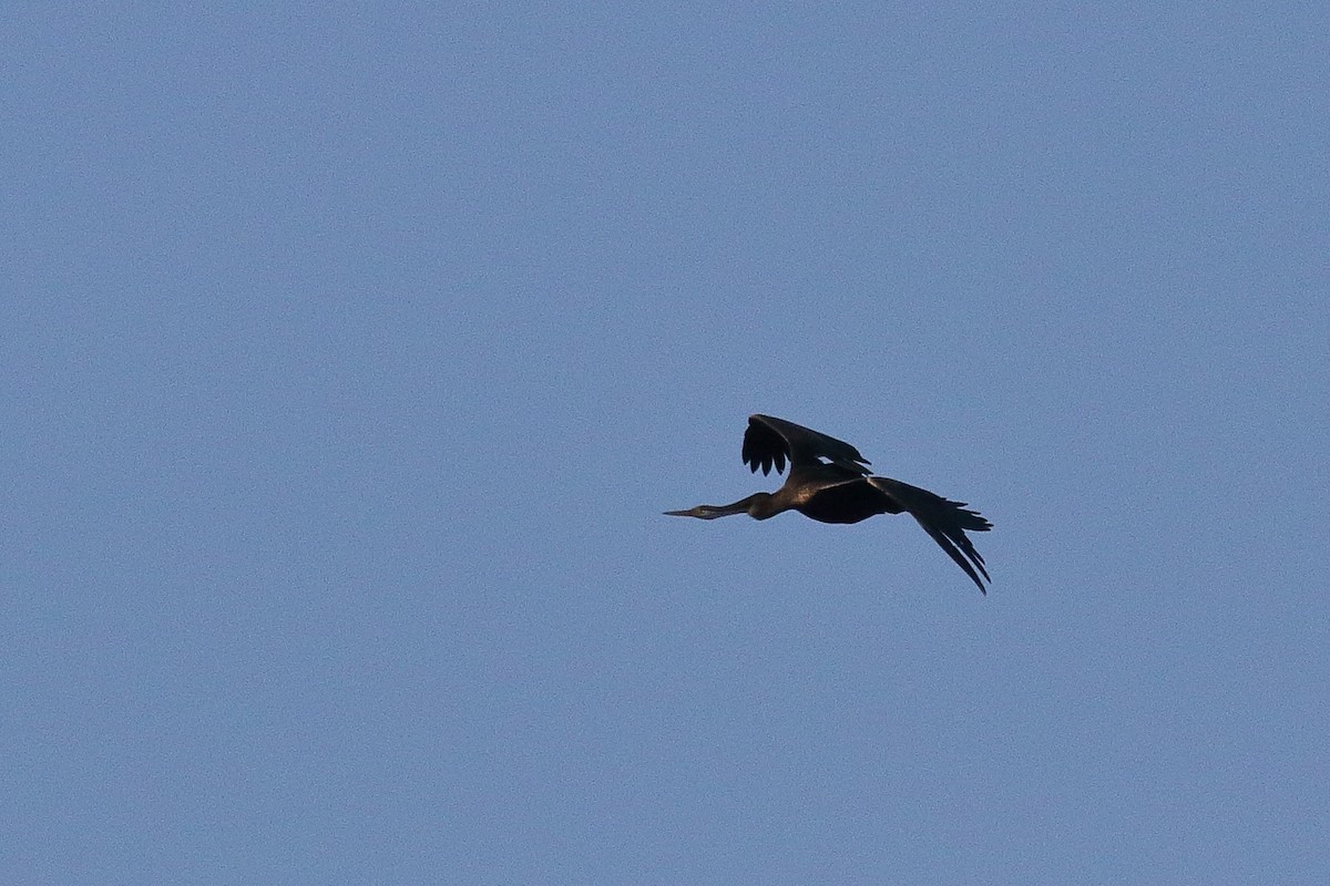 Oriental Darter - Harshith JV