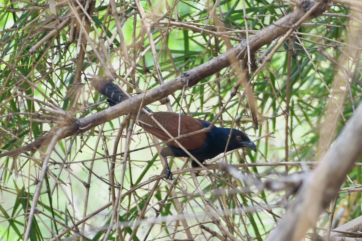 Greater Coucal - ML547914591