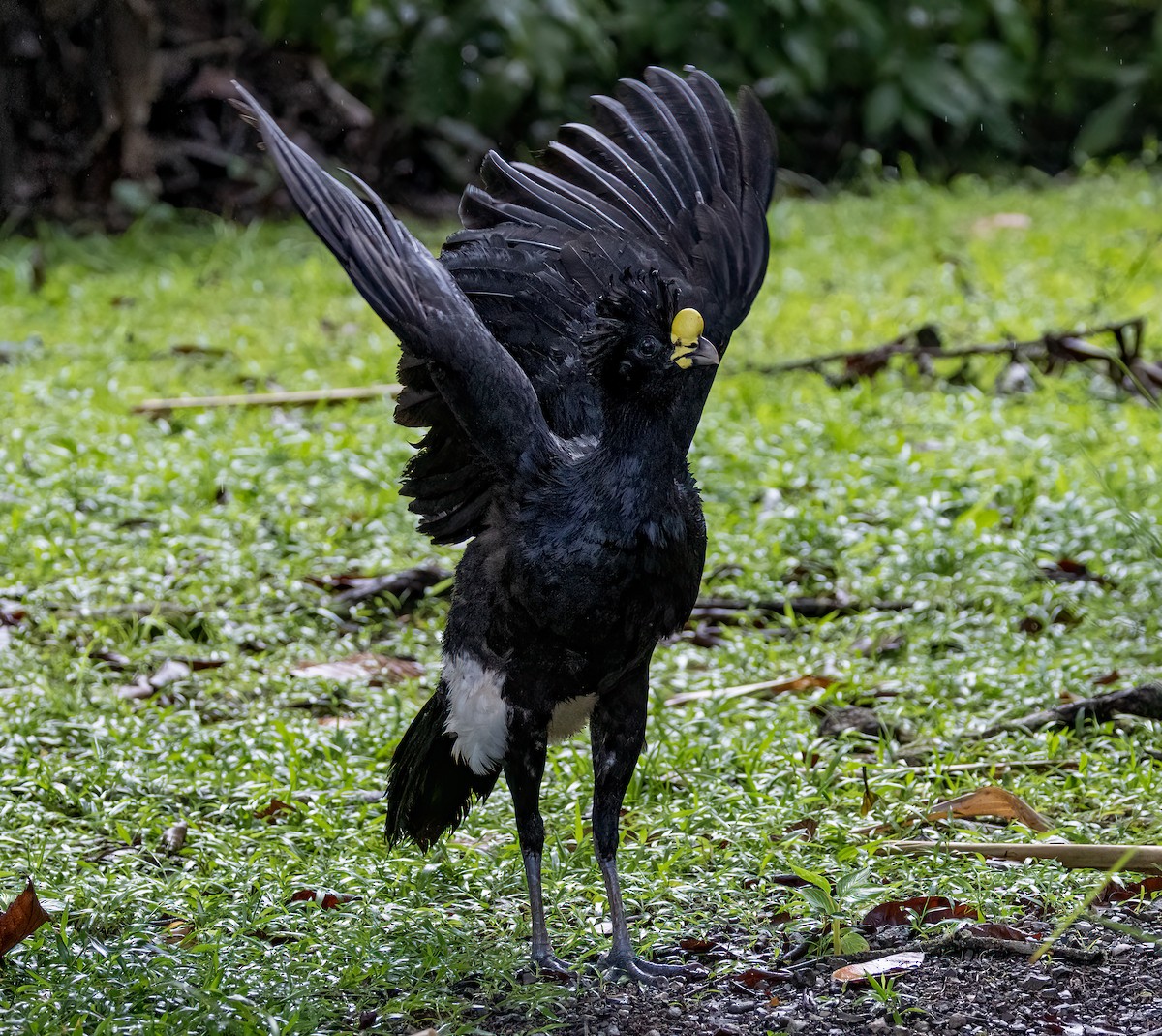 Great Curassow - Iris Kilpatrick