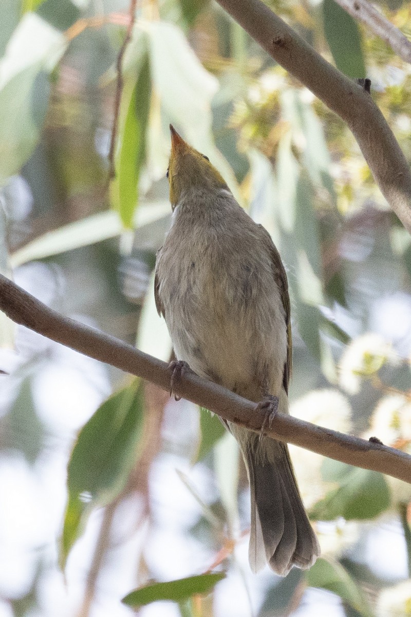 White-plumed Honeyeater - ML547916031