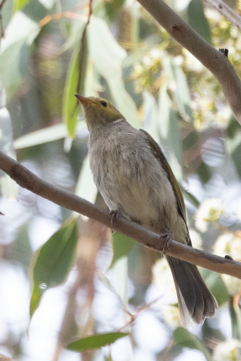 White-plumed Honeyeater - ML547916041