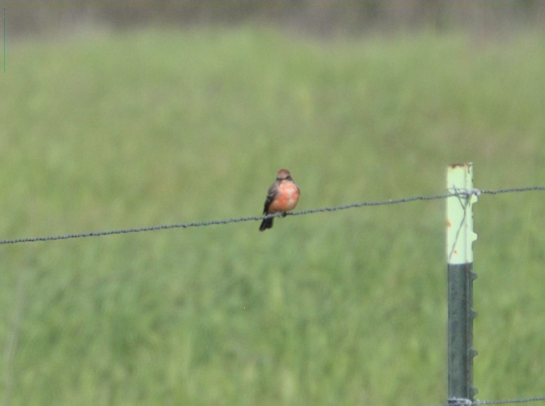 Vermilion Flycatcher - James Earles