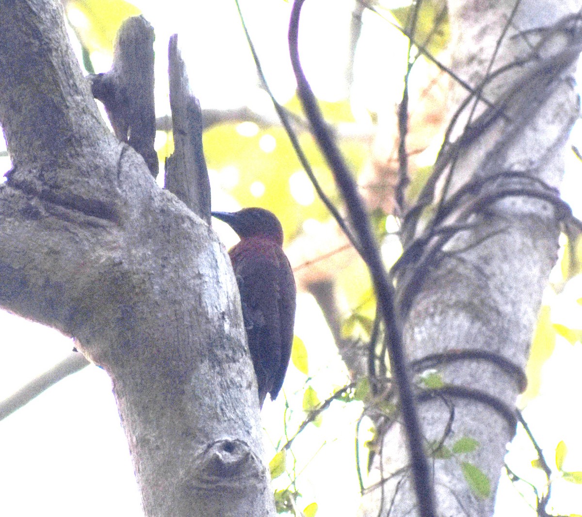 Rufous Woodpecker - ML547921711