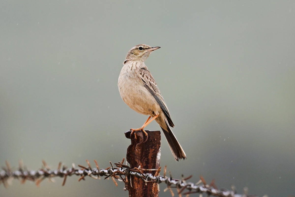 Long-billed Pipit (Middle Eastern) - Uriel Levy