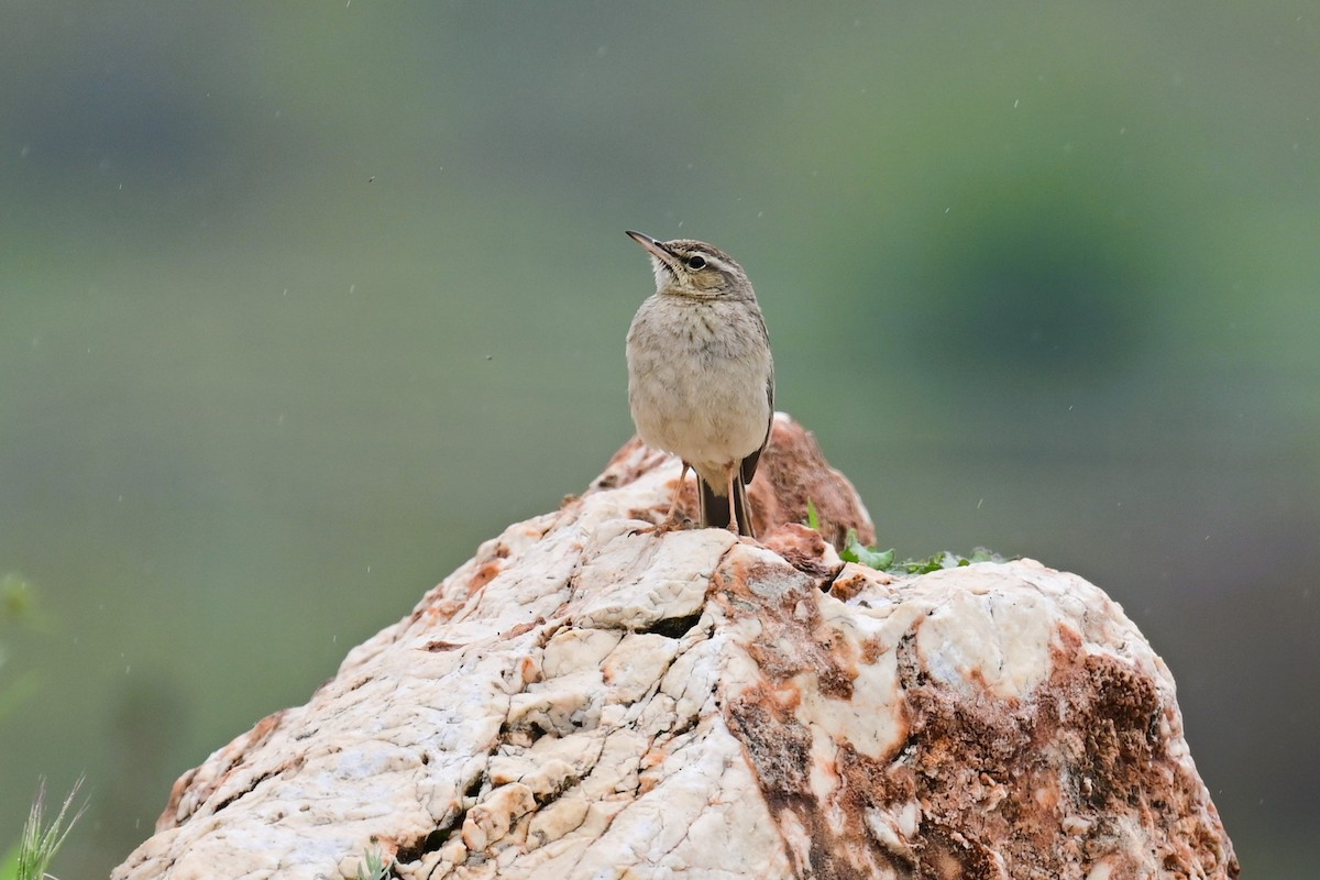 Long-billed Pipit (Middle Eastern) - ML547921851