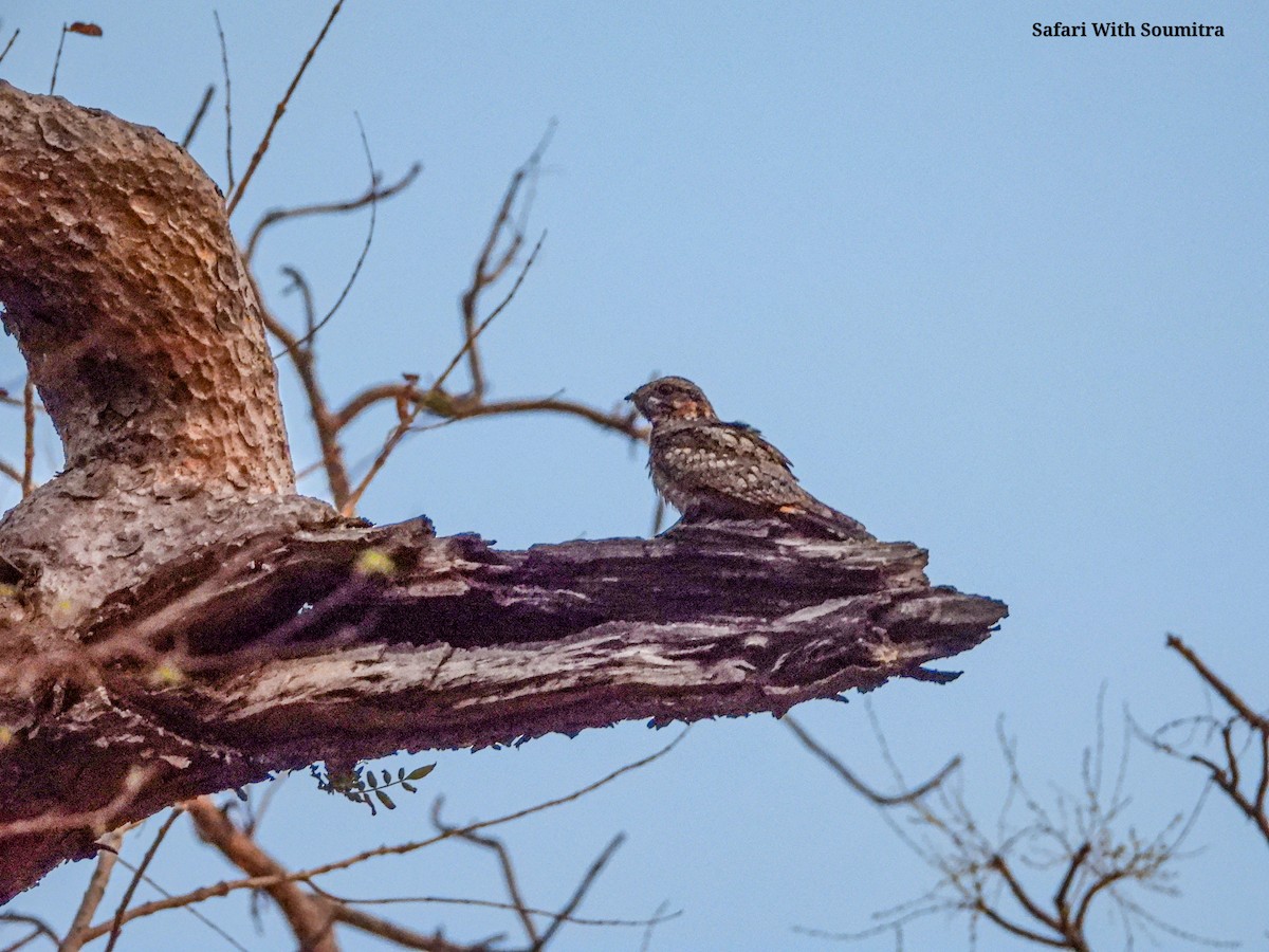 Jungle Nightjar - Soumitra shesh  Arya