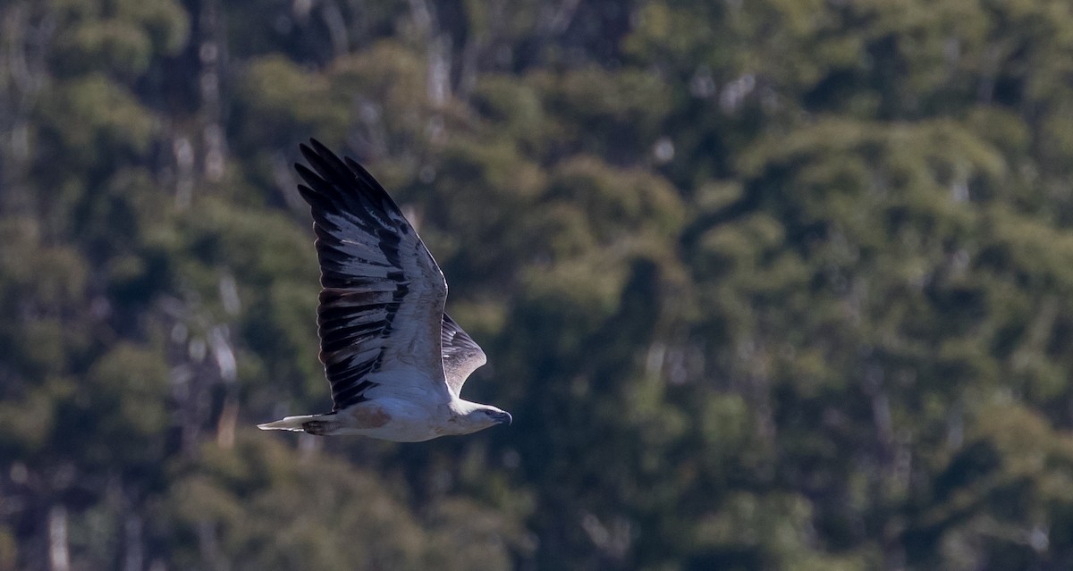 White-bellied Sea-Eagle - ML54792291