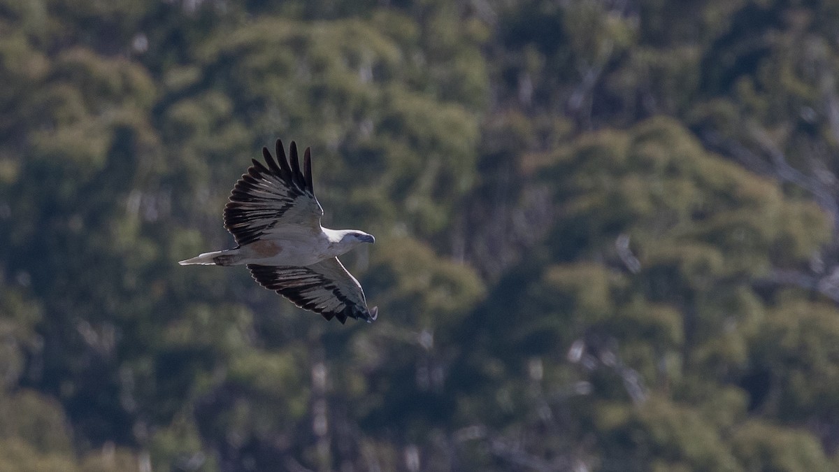 White-bellied Sea-Eagle - ML54792311