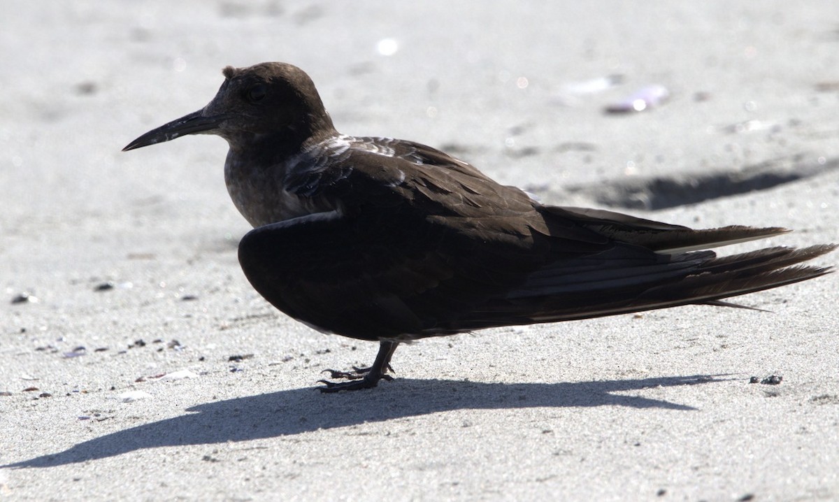 Sooty Tern - ML547923191