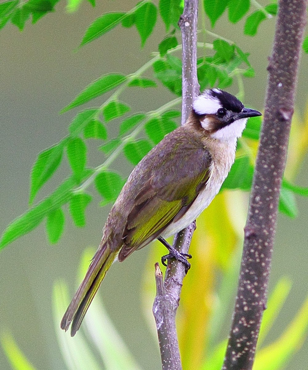 Light-vented Bulbul - Andrew Collins