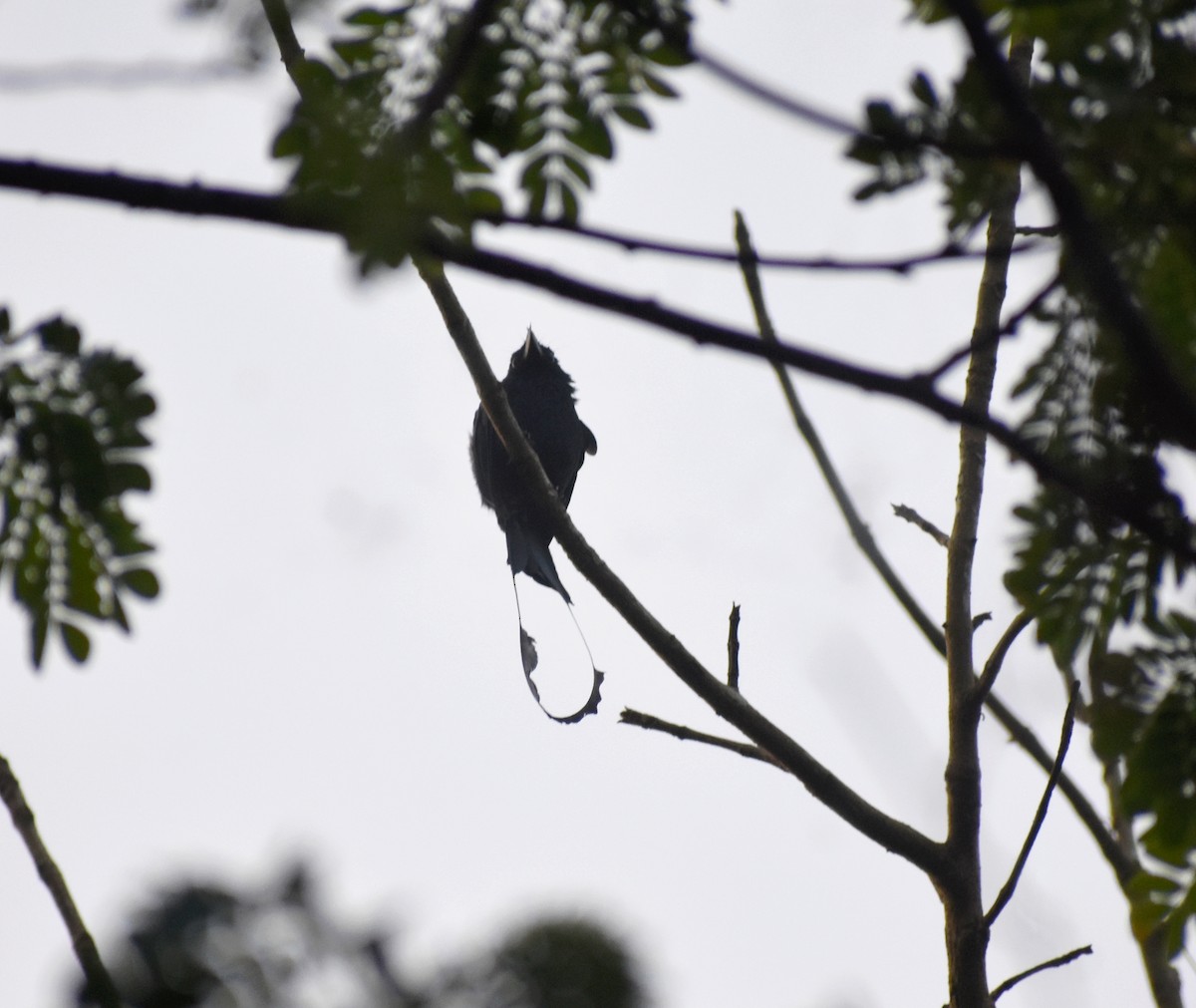 Greater Racket-tailed Drongo - Keerthi Priya