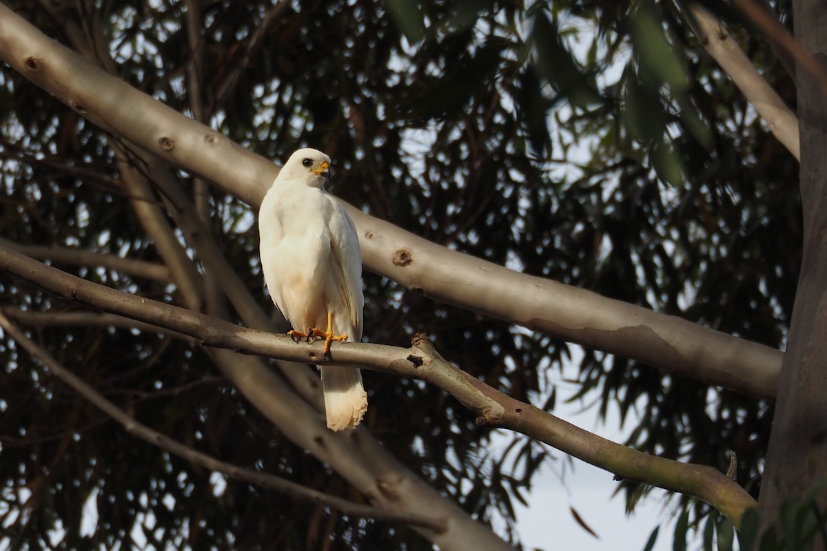 Gray Goshawk - Isaac Clarey