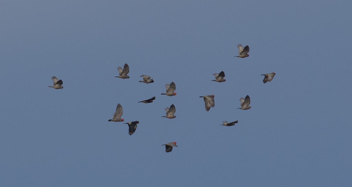 Gang-gang Cockatoo - ML54792551