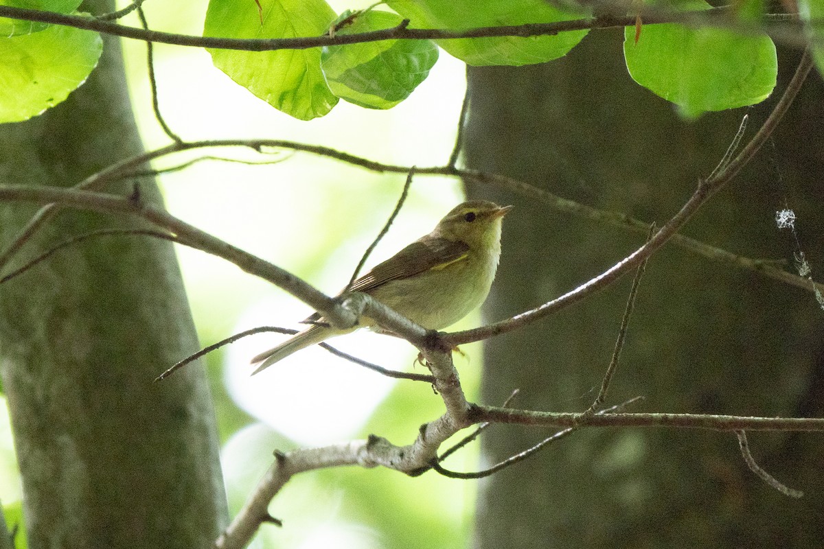 Iberian Chiffchaff - ML547926461