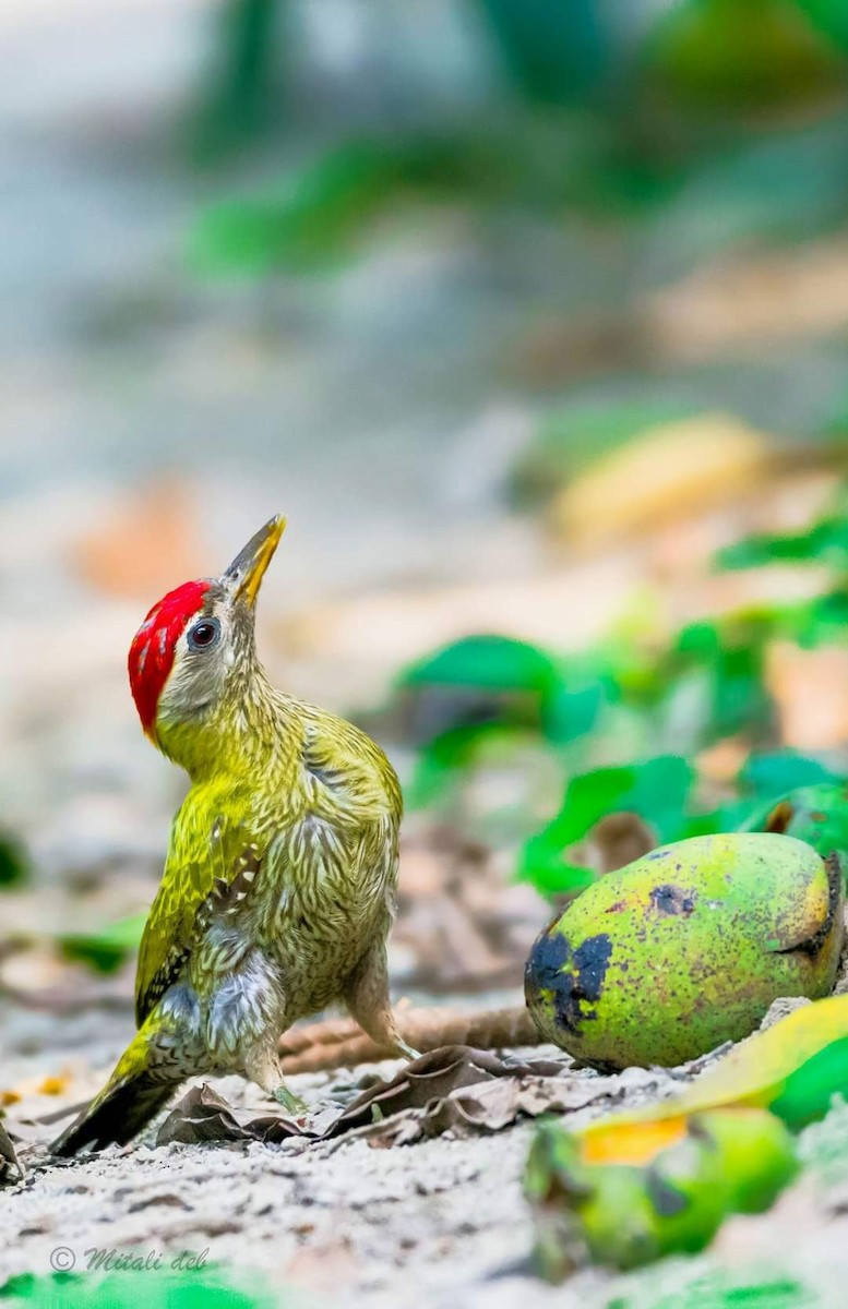 Streak-throated Woodpecker - Mitali Deb