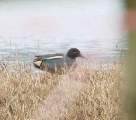 Green-winged Teal - ML547927121