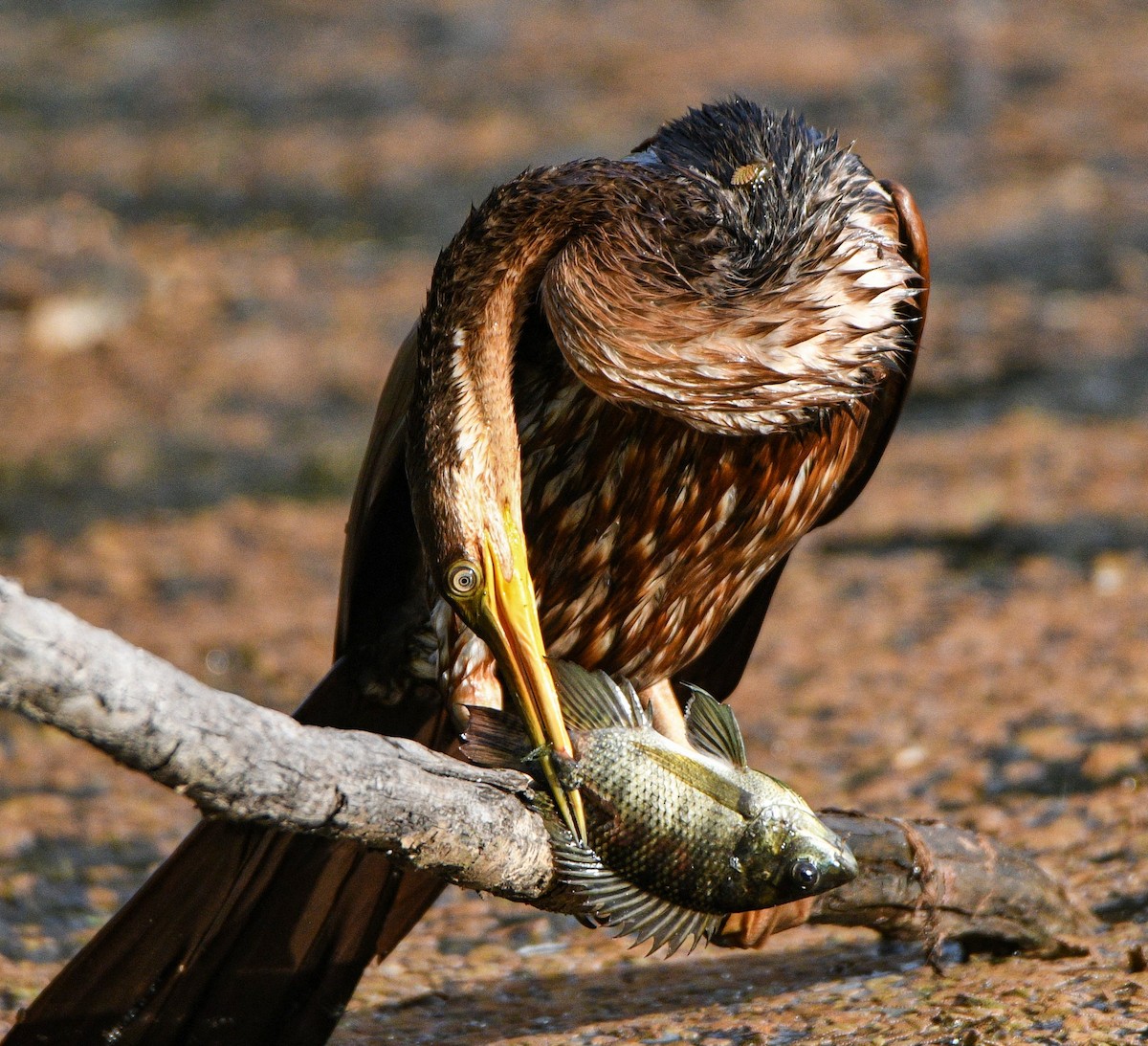 Australasian Darter - ML547928271