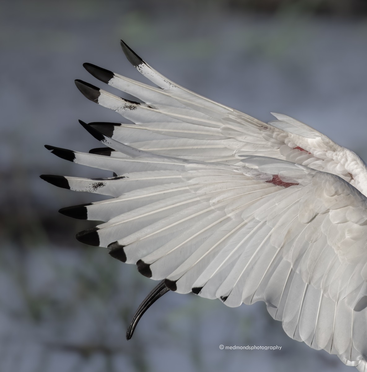 Australian Ibis - ML547929051