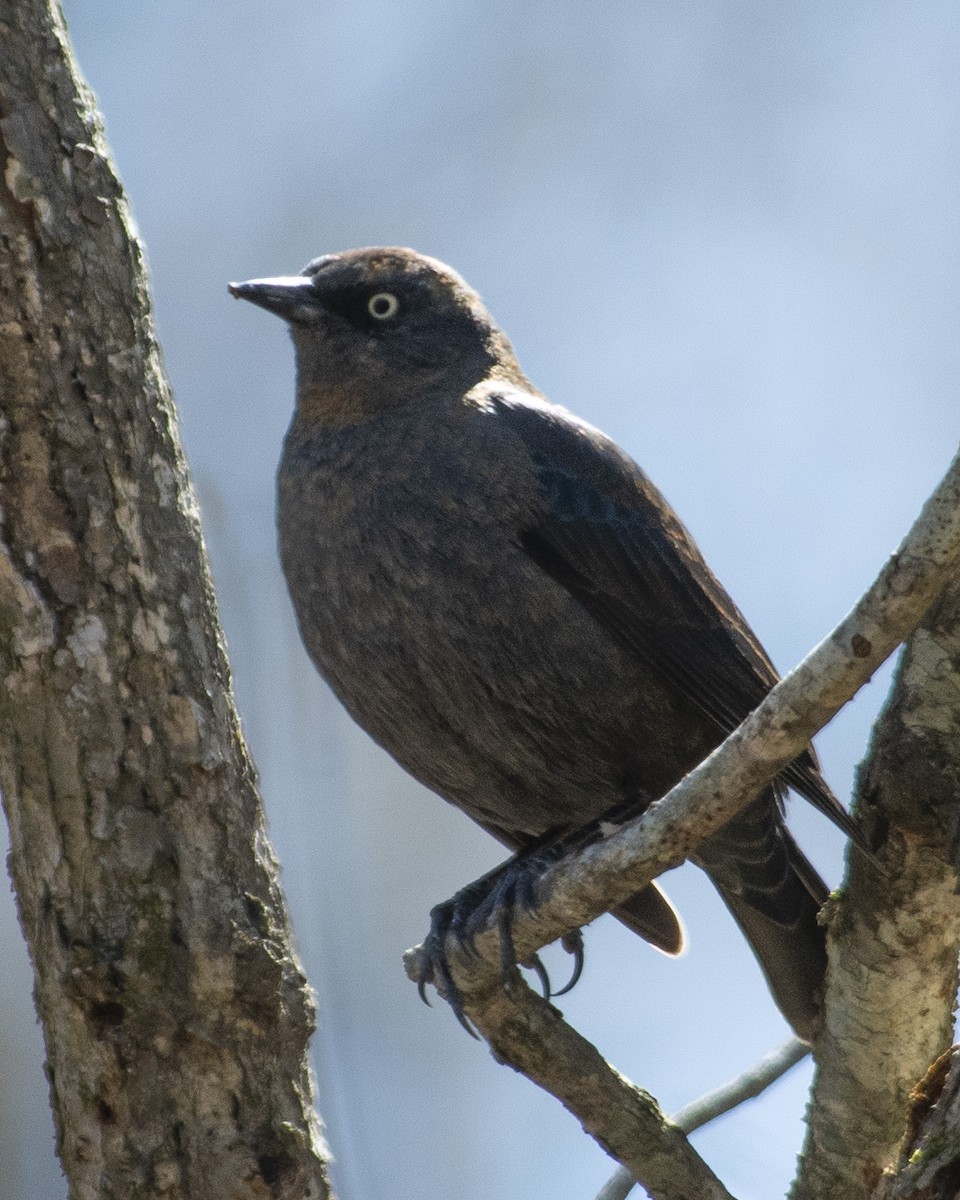 Rusty Blackbird - ML547929881