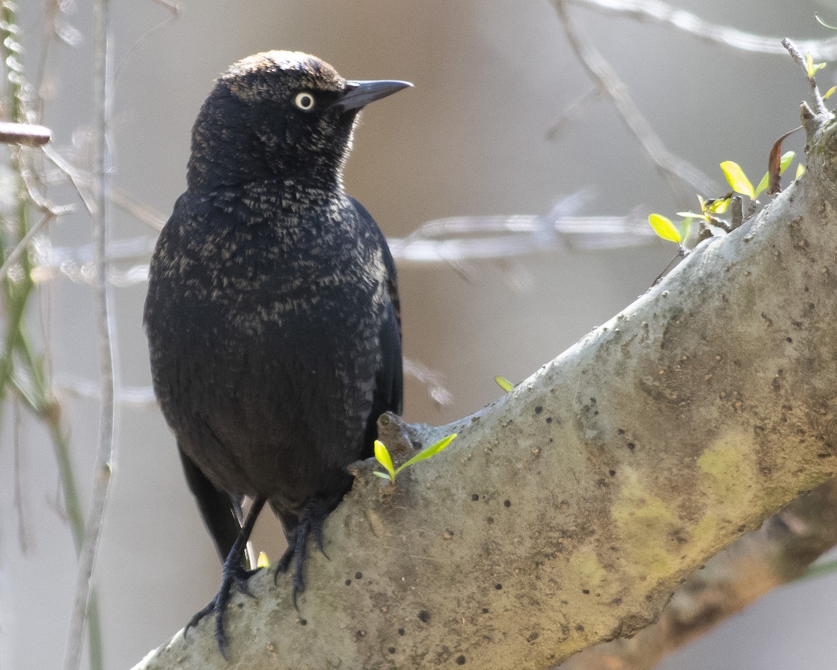 Rusty Blackbird - ML547929891