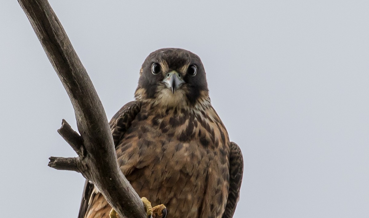 Australian Hobby - shorty w