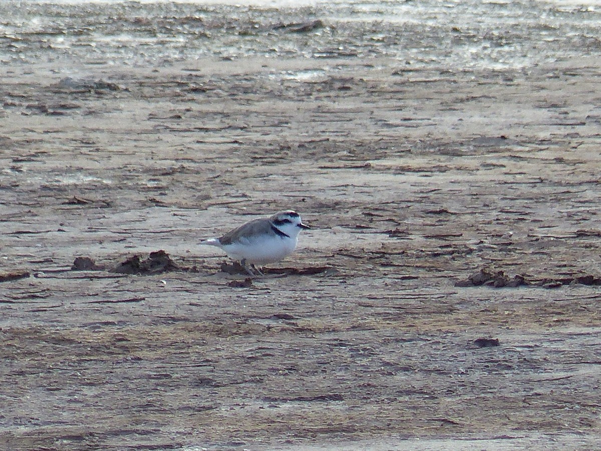 Snowy Plover - ML547930661