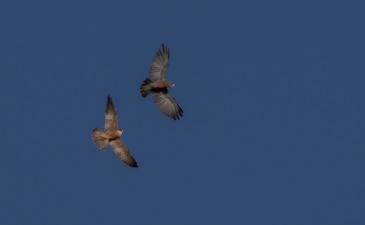 Australian Hobby - ML54793081