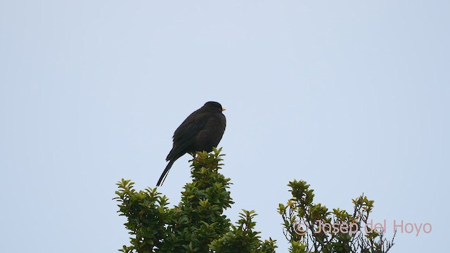 Sooty Thrush - ML547930841