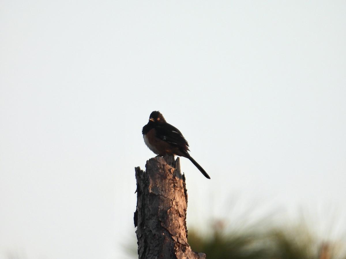 Eastern Towhee - Jennifer  Kuehn