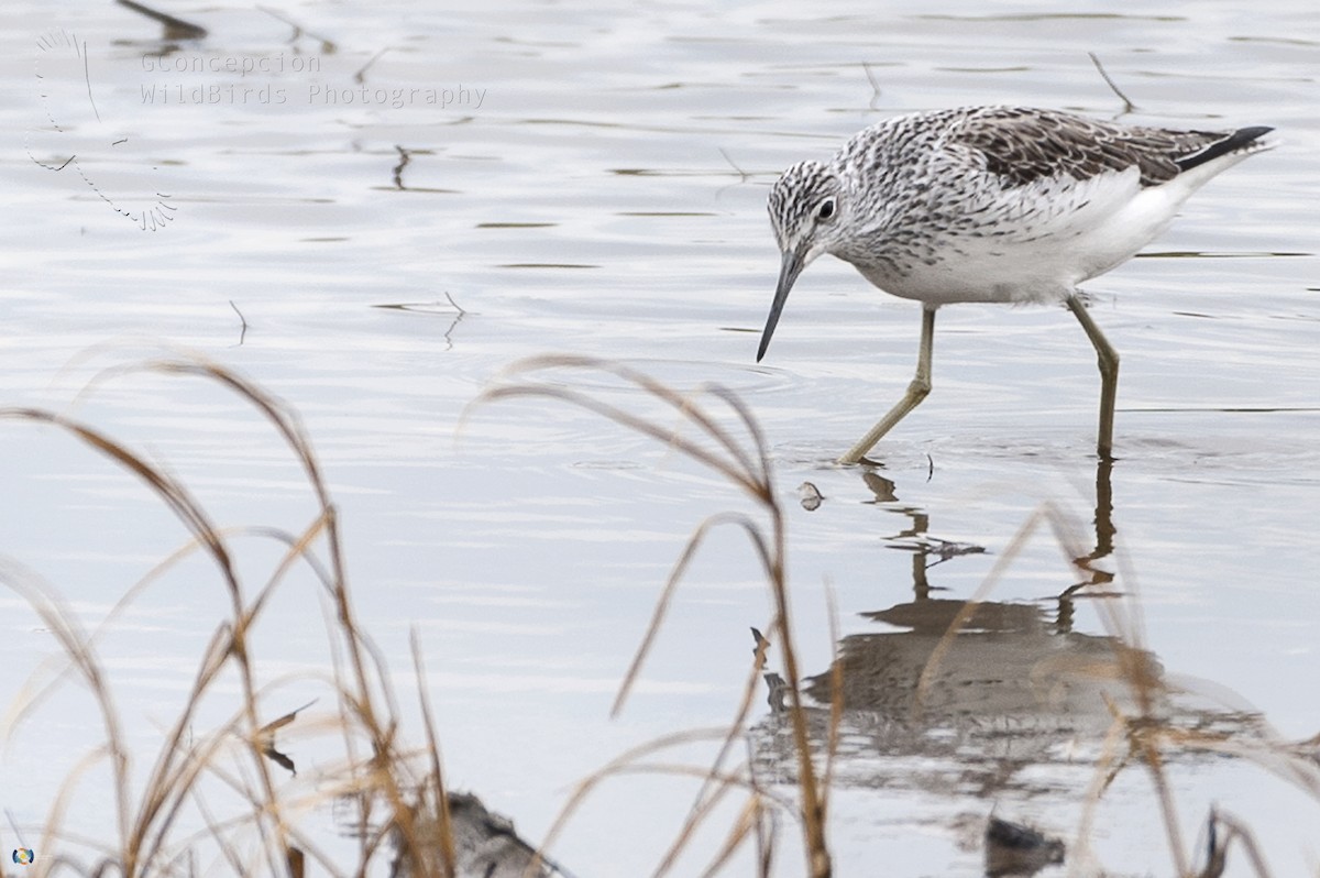 Common Greenshank - ML54793261