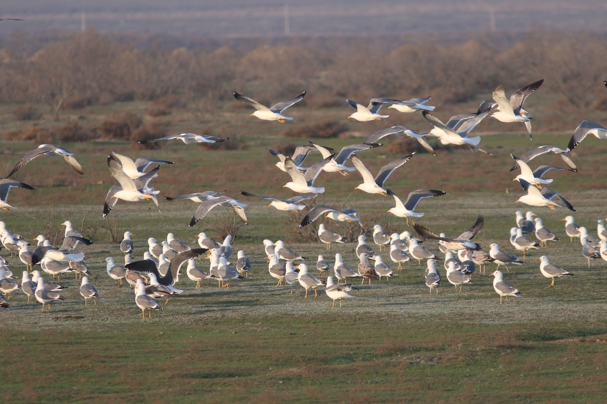 Lesser Black-backed Gull (Steppe) - Peter Alfrey