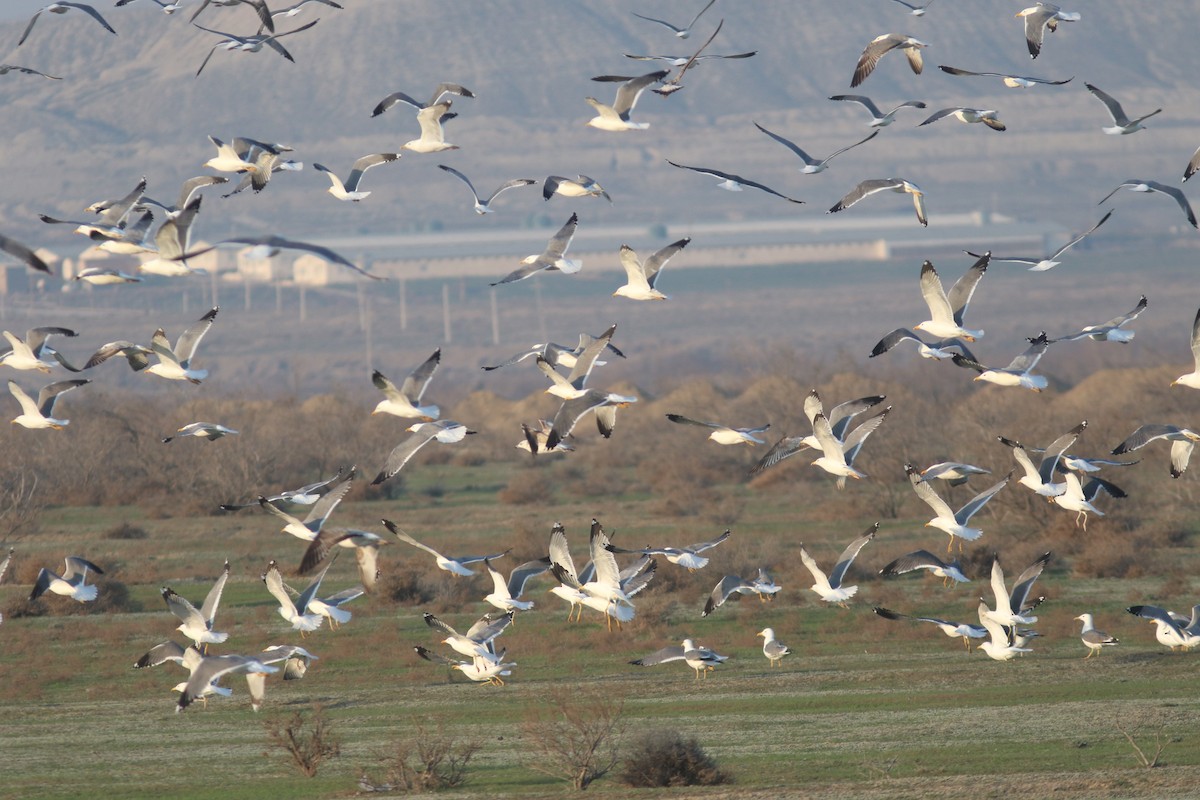 Lesser Black-backed Gull (Steppe) - Peter Alfrey