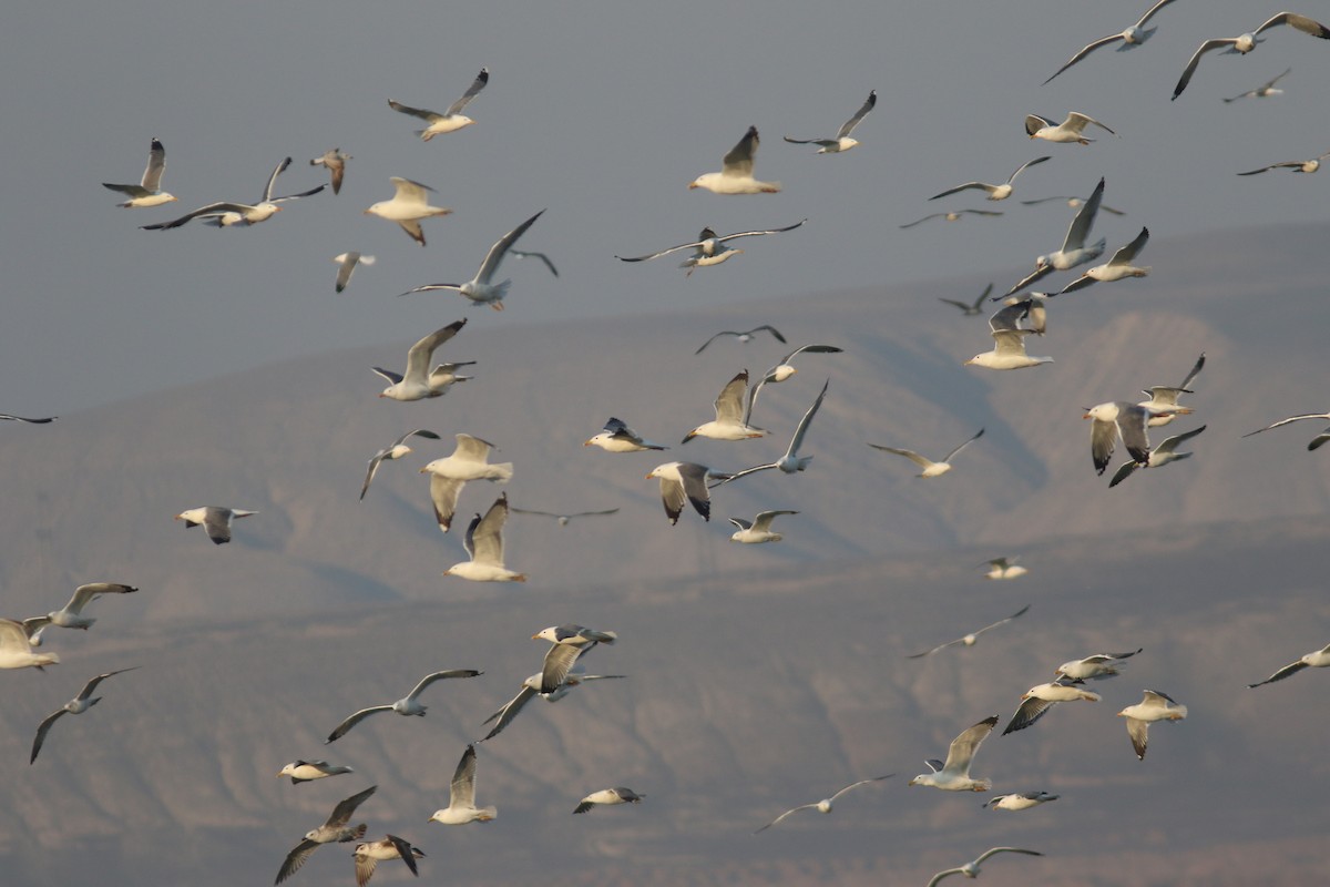 Lesser Black-backed Gull (Steppe) - ML547934311