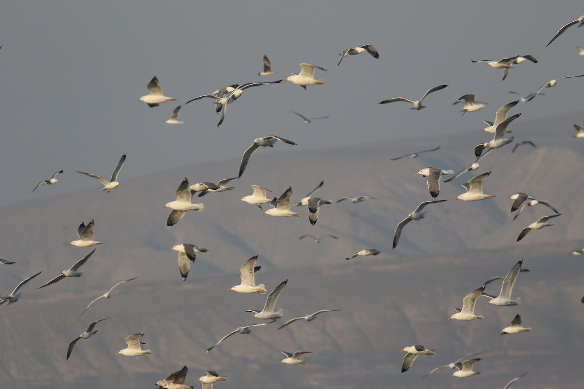 Gaviota Sombría (barabensis) - ML547934321