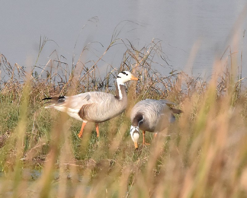 Bar-headed Goose - ML547934341