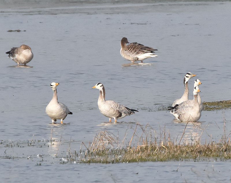 Bar-headed Goose - ML547934351