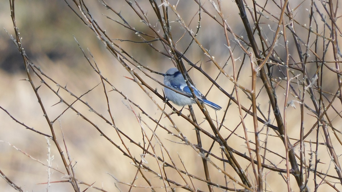 Azure Tit (Azure) - Jeremie Berlioux