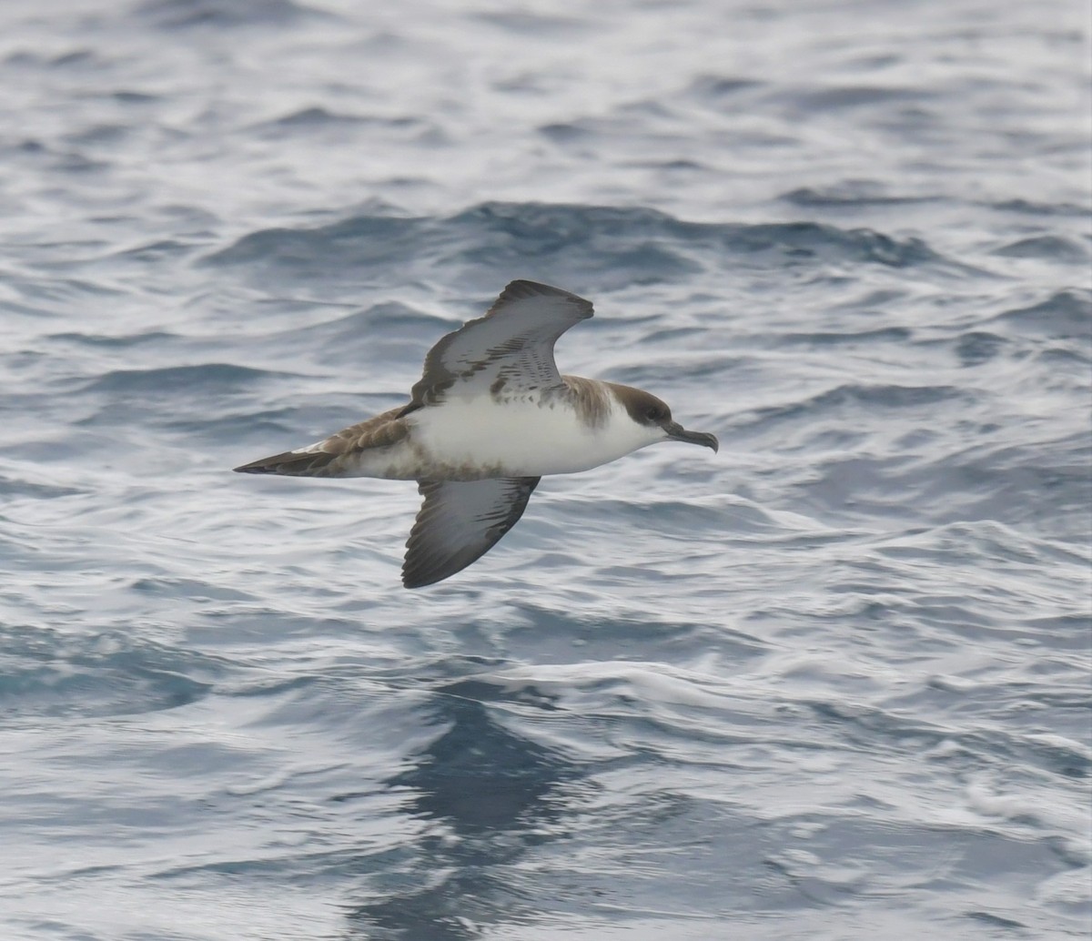 Great Shearwater - Robert Anderson