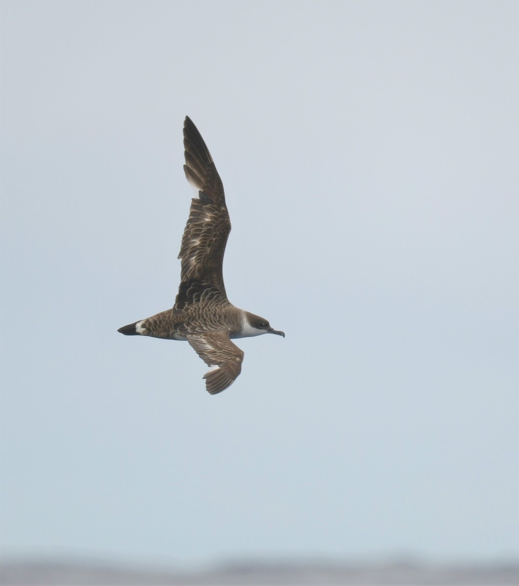 Great Shearwater - Robert Anderson