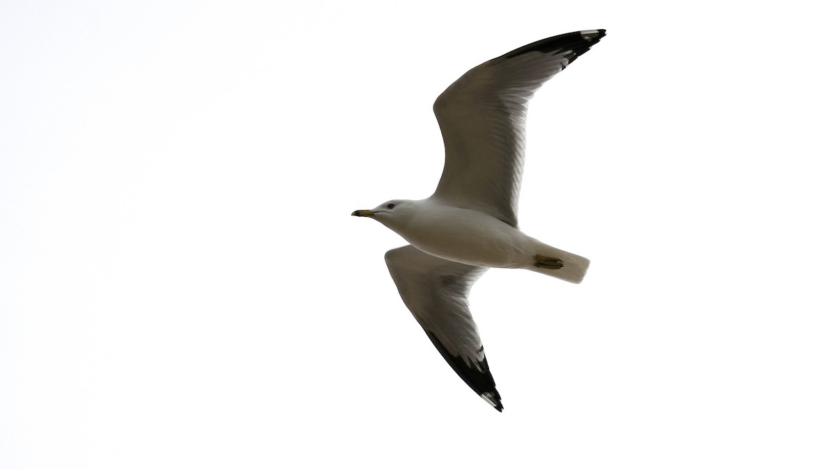Делавэрская чайка - ML547936171
