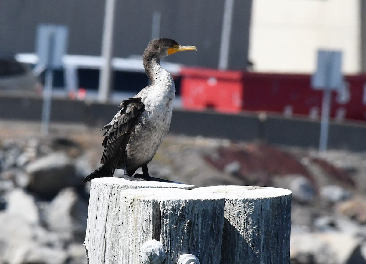 Double-crested Cormorant - ML547937071