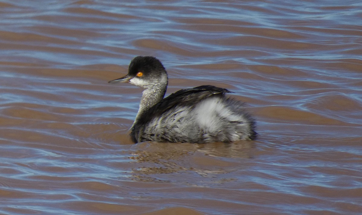 Eared Grebe - ML547937131