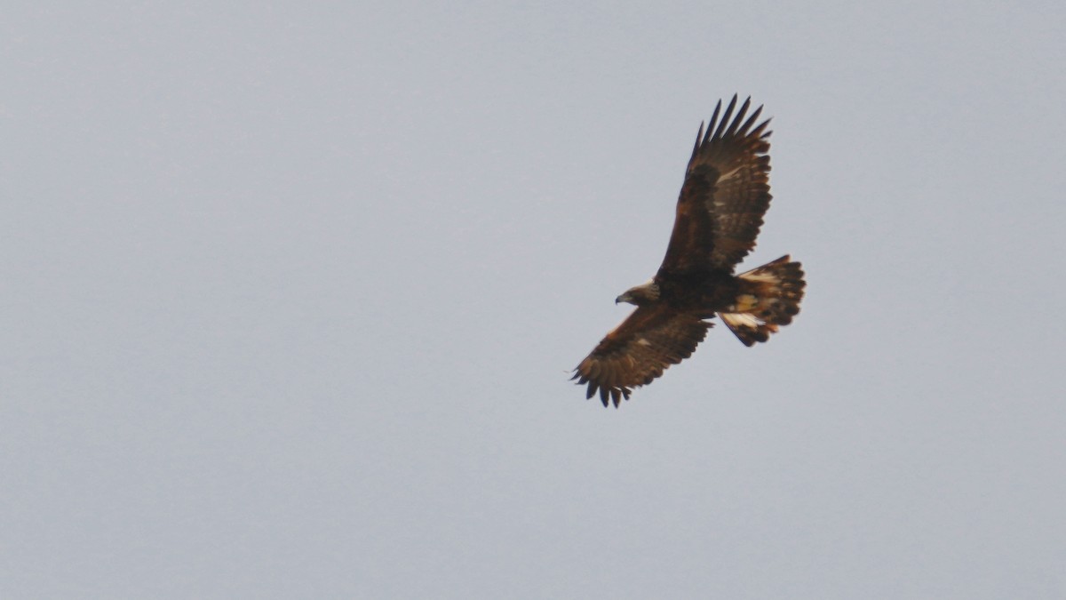 Golden Eagle - Sunil Thirkannad