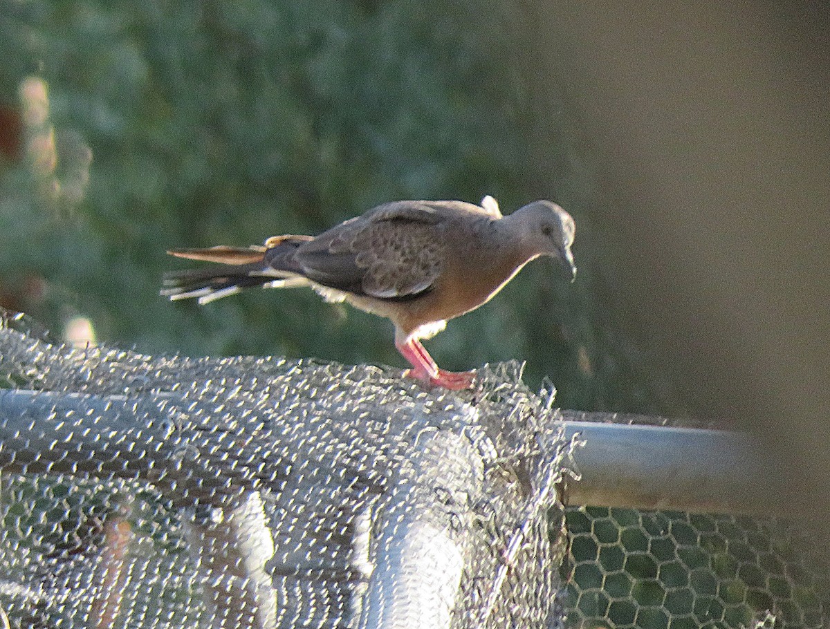 Spotted Dove - ML547937641