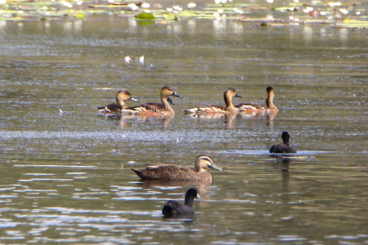 Wandering Whistling-Duck - ML547940141