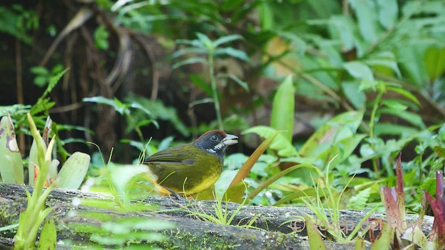 Sooty-faced Finch - ML547941191