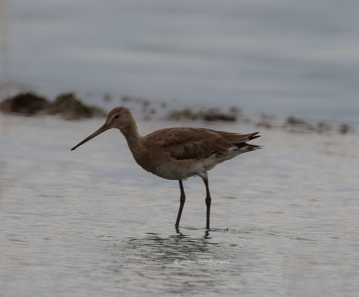 Black-tailed Godwit - ML547941201